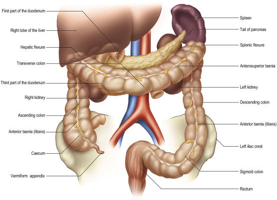 Caecum And Appendix